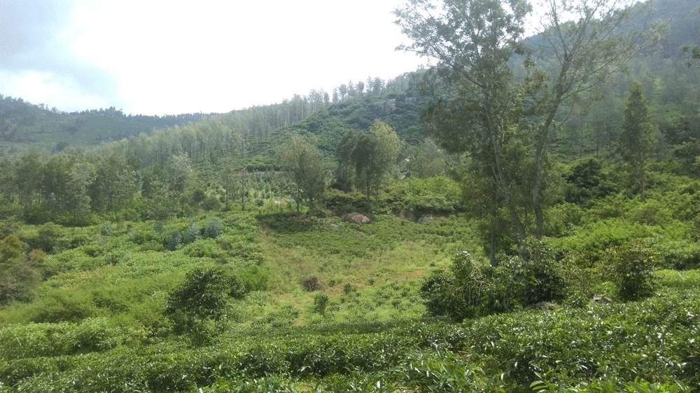 10 Agricultural, land for sale in Kotagiri